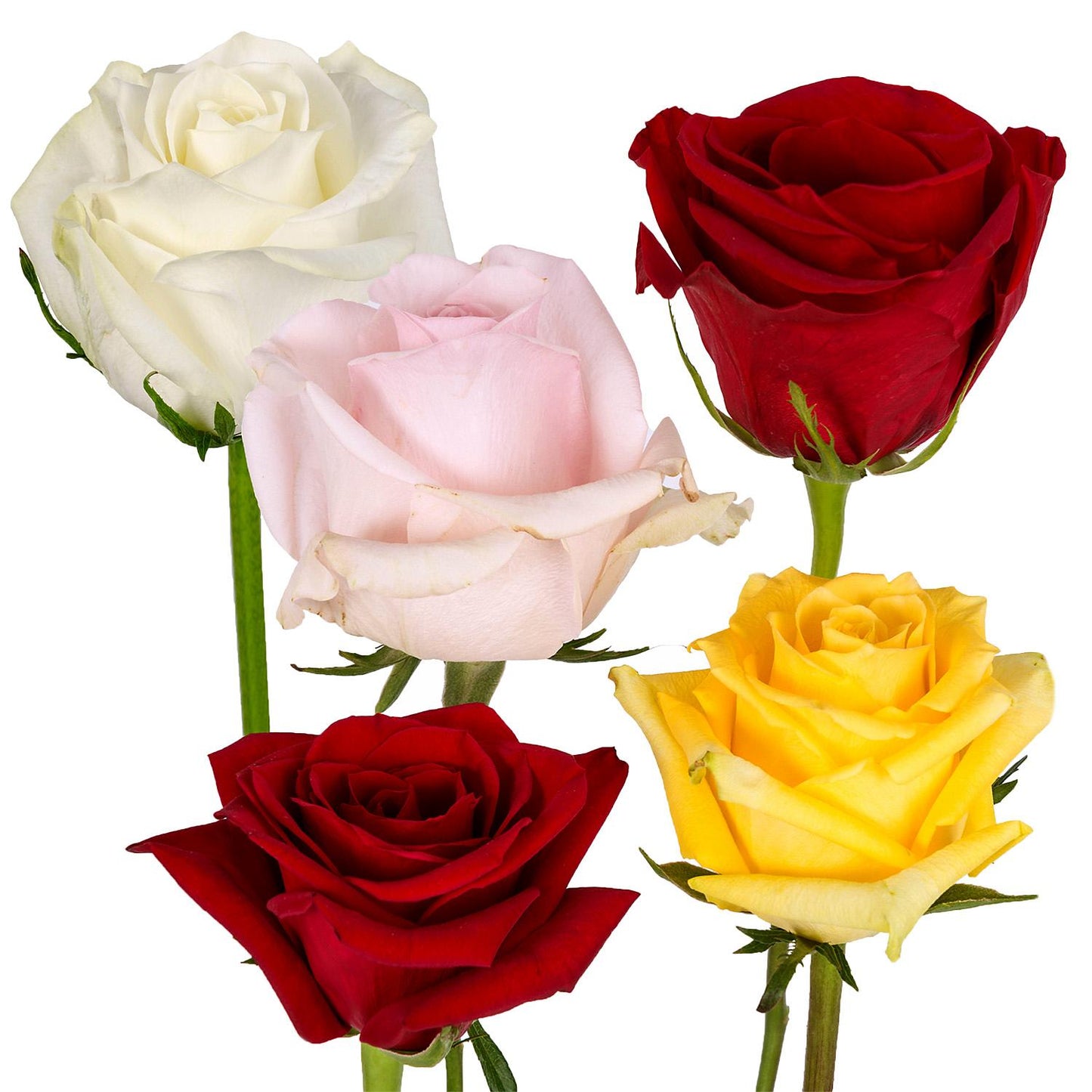 Assorted Roses