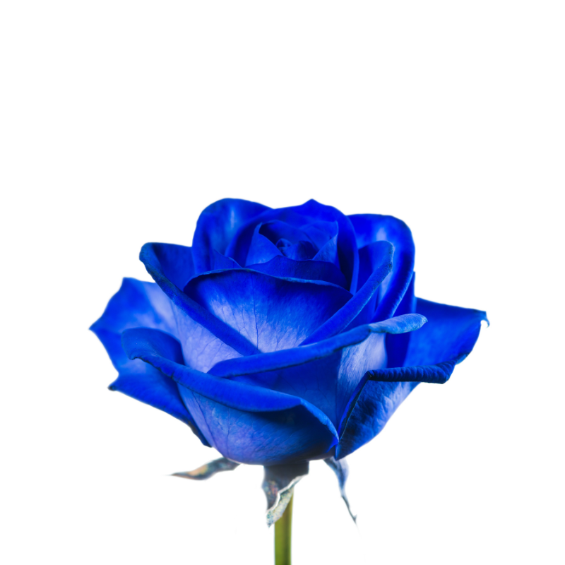 Blue Roses