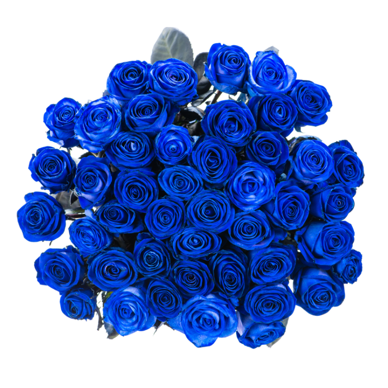Blue Roses