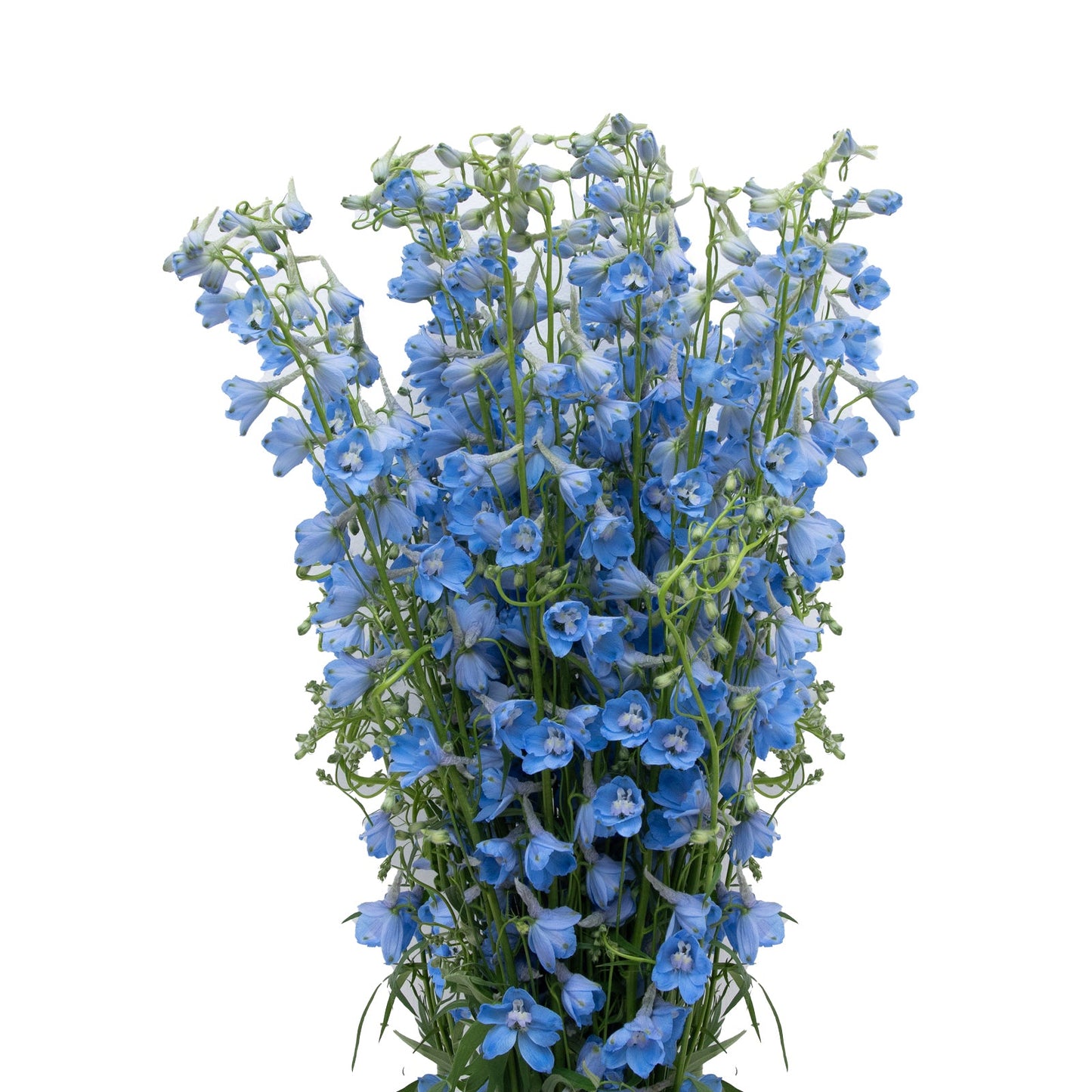 Delphinium Sky Waltz