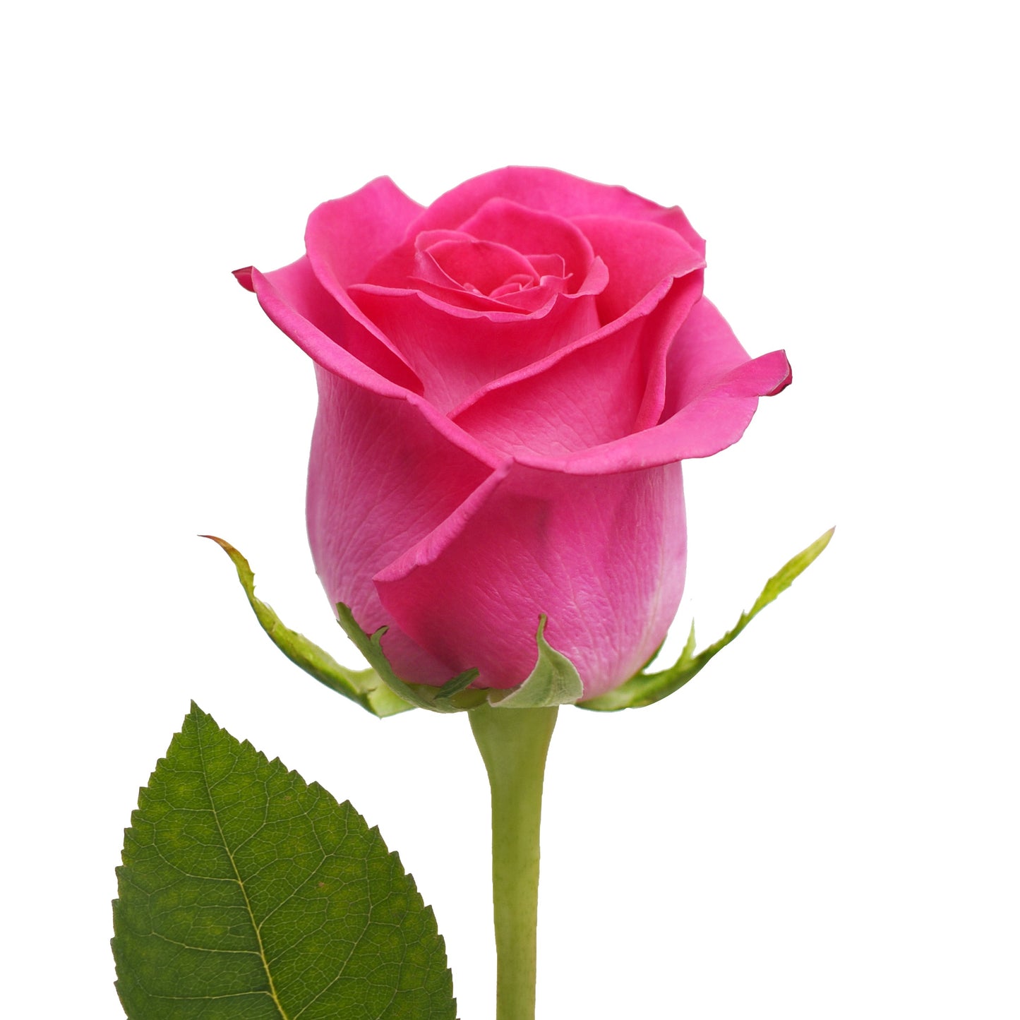 Hot Pink Roses