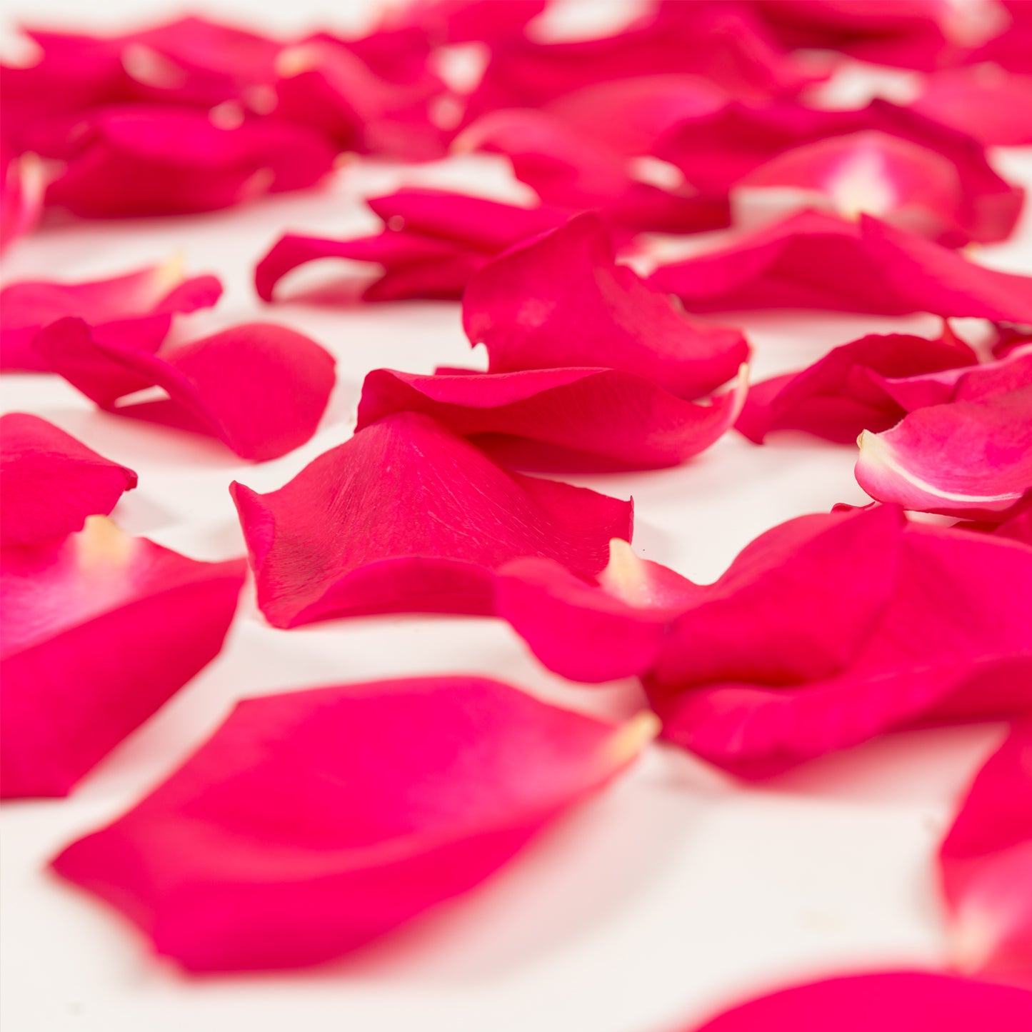 Rose Petals