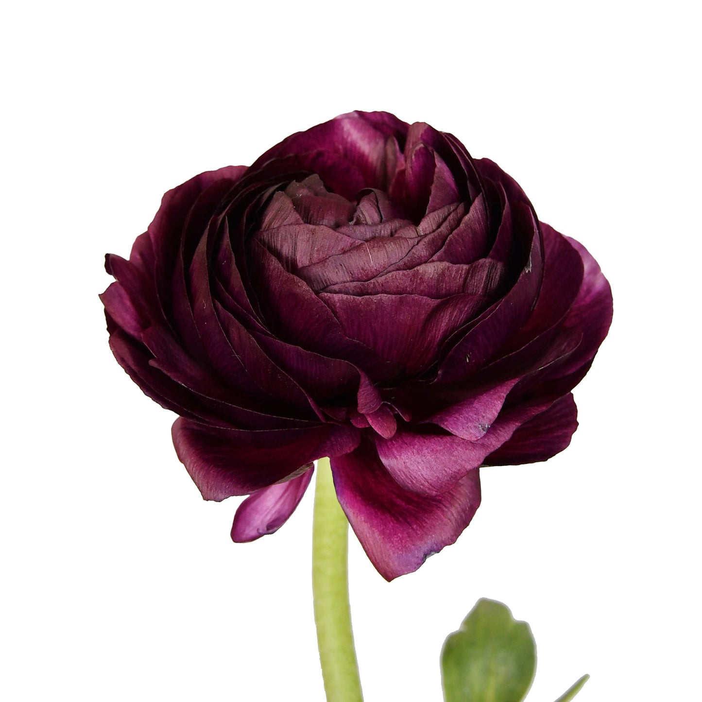 Ranunculus Burgundy