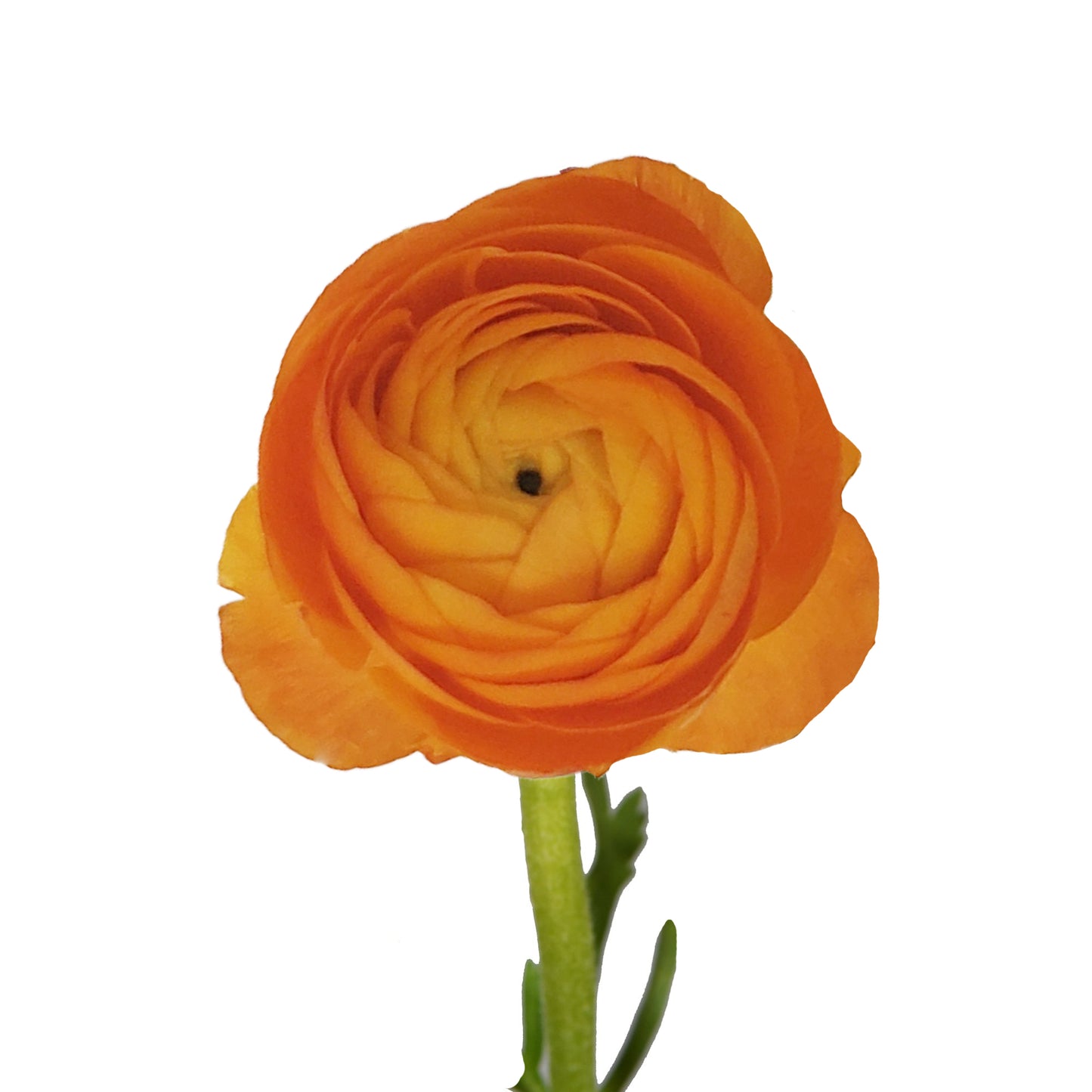 Ranunculus Orange
