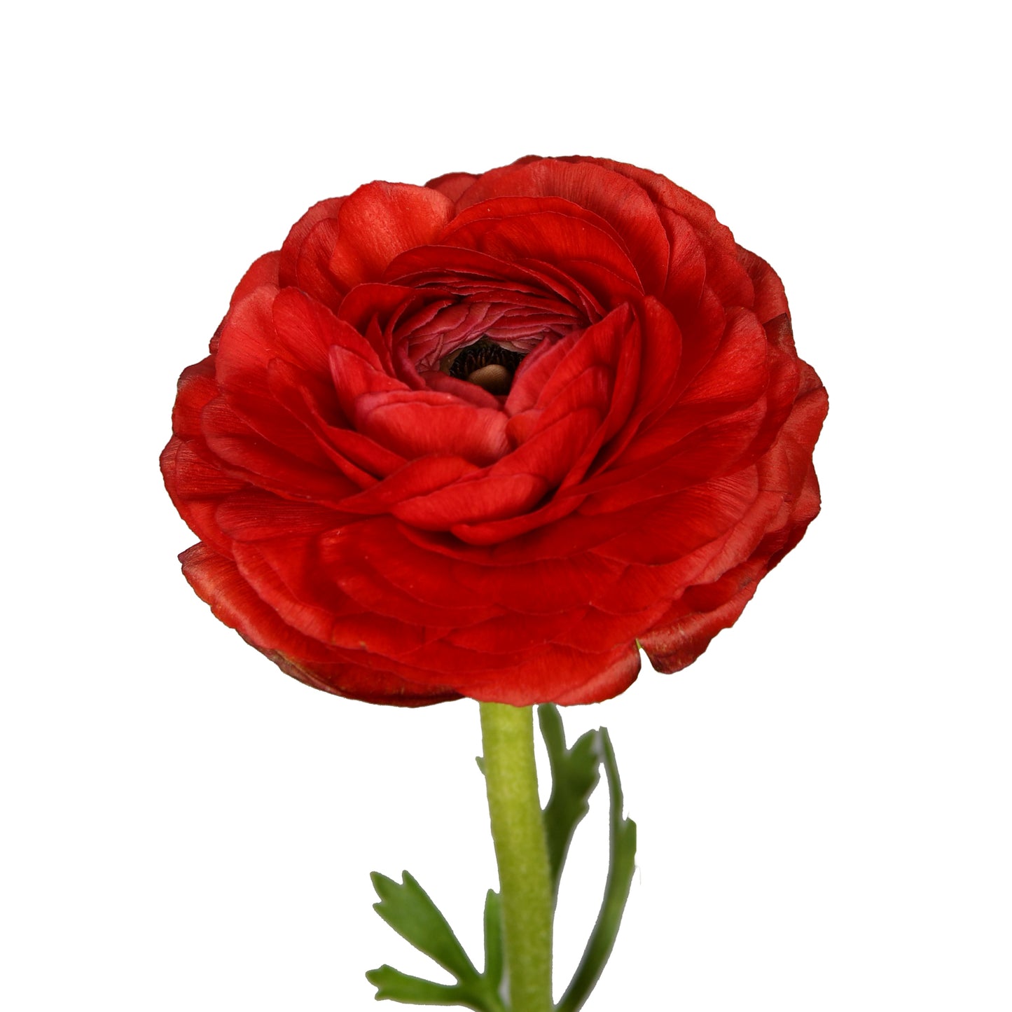 Ranunculus Red