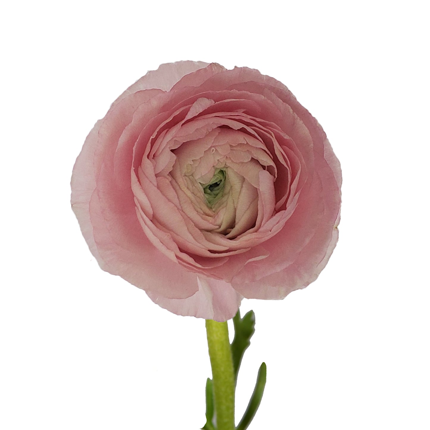 Ranunculus Pink