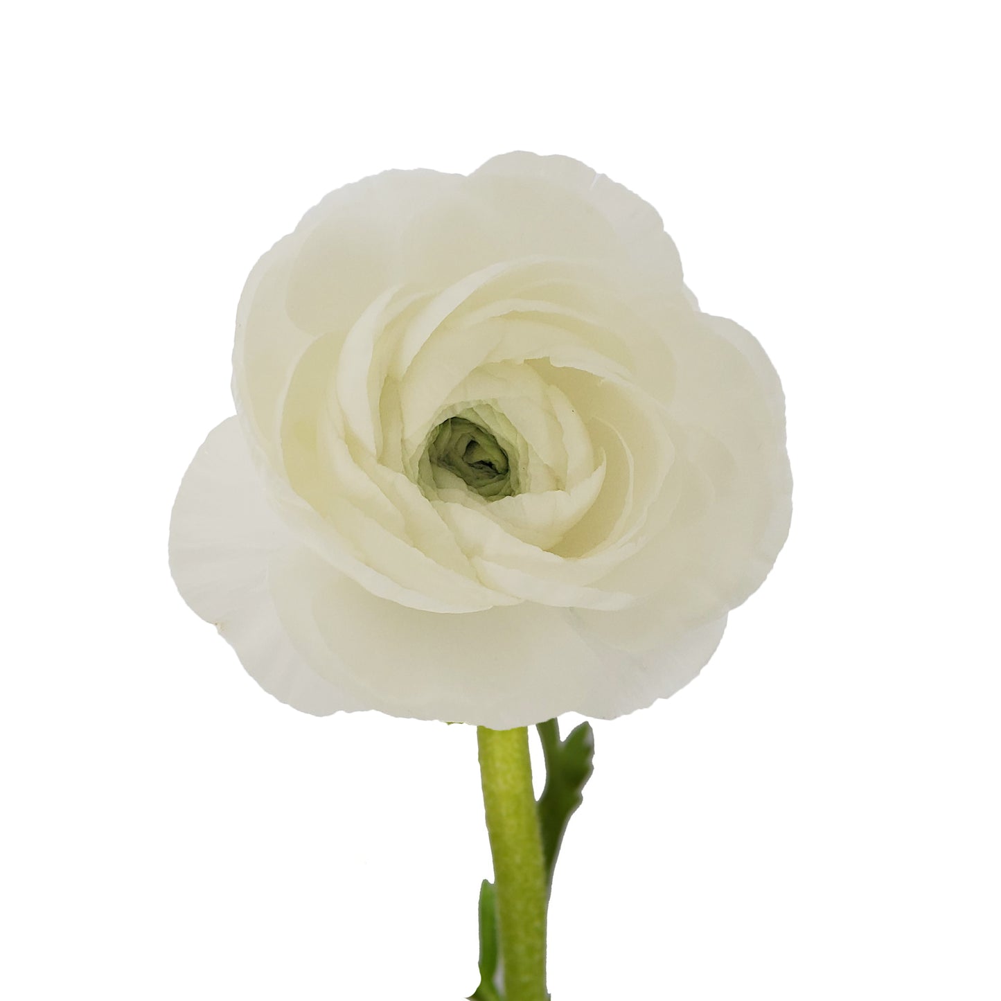 Ranunculus White