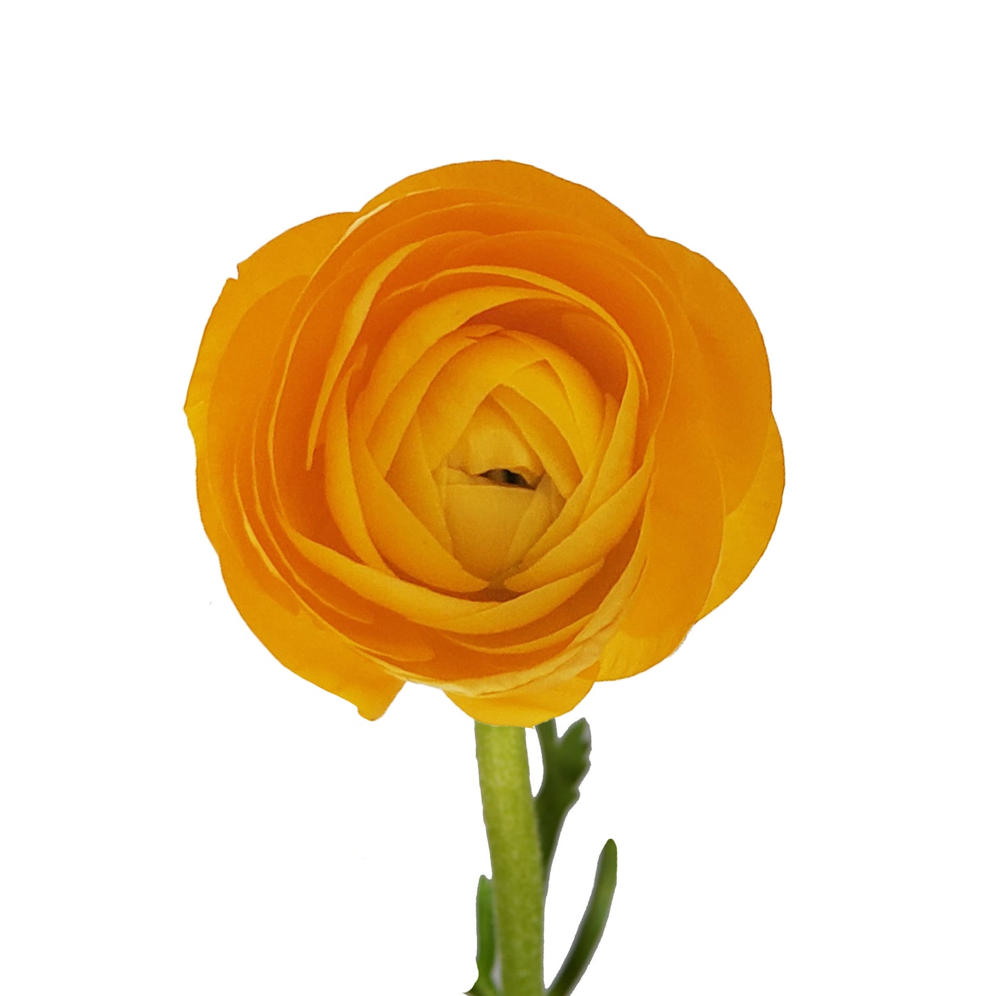 Ranunculus Yellow