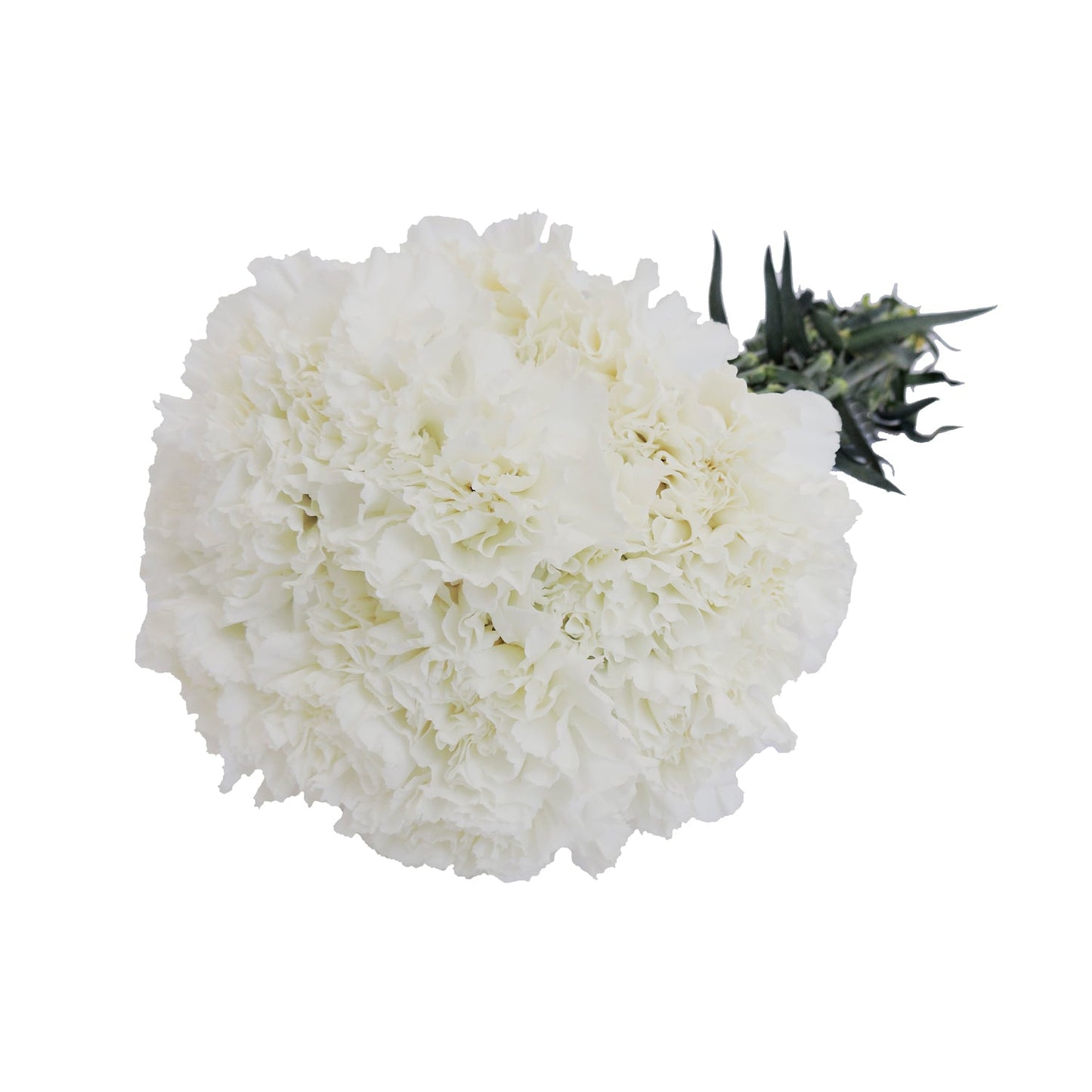 White Carnations