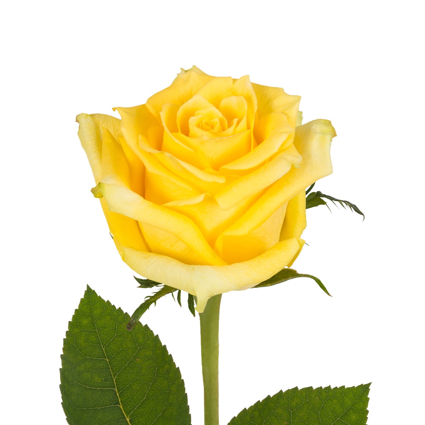Yellow Roses