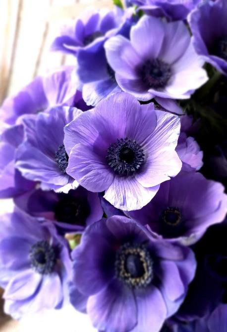 Blue Purple Anemones