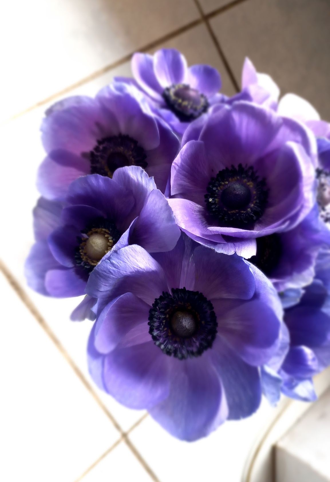 Blue Purple Anemones