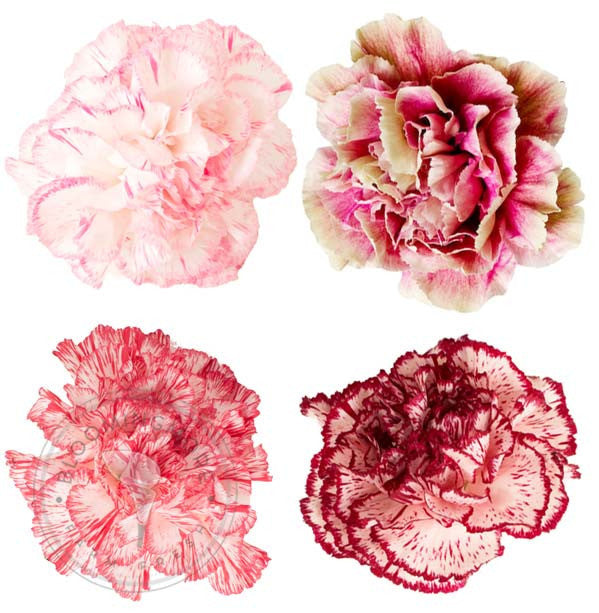 Novelty Carnations