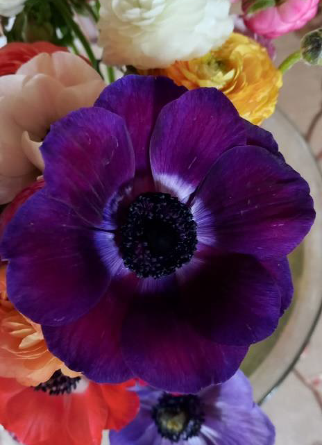 Grape Purple Anemones