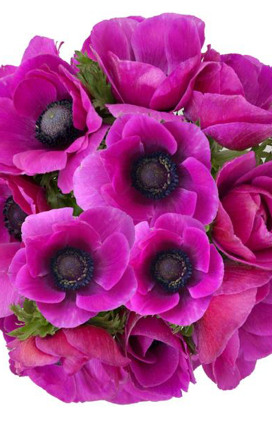 Hot Pink Anemones