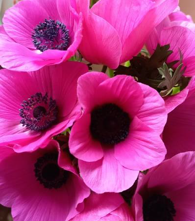Hot Pink Anemones