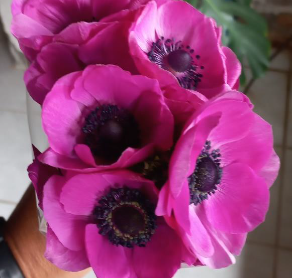 Hot Pink Anemones