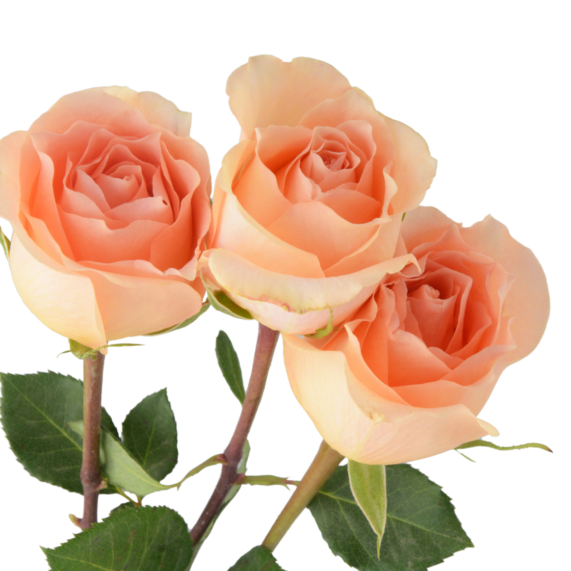 Peach Roses