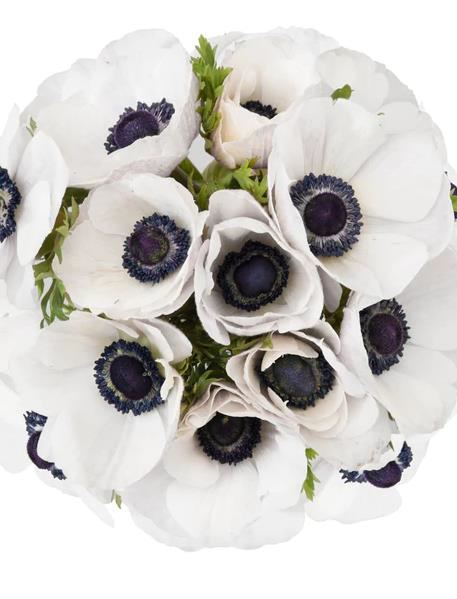 White Panda Anemones