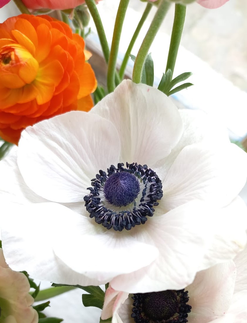 White Panda Anemones