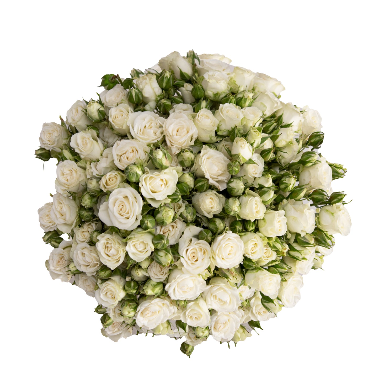 Spray Roses