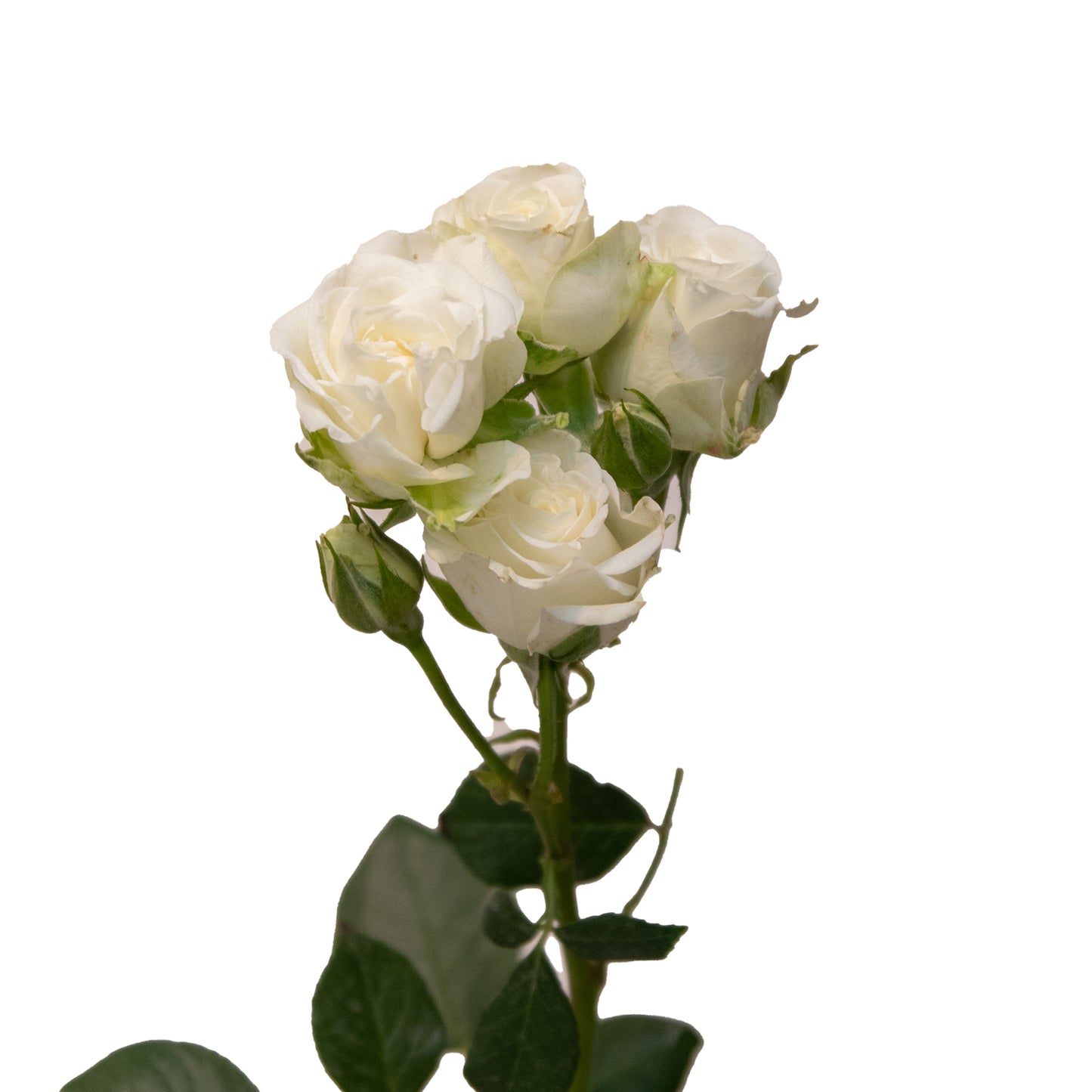 Spray Roses