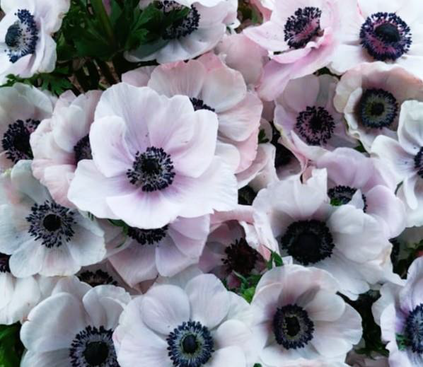 White Blush Anemones