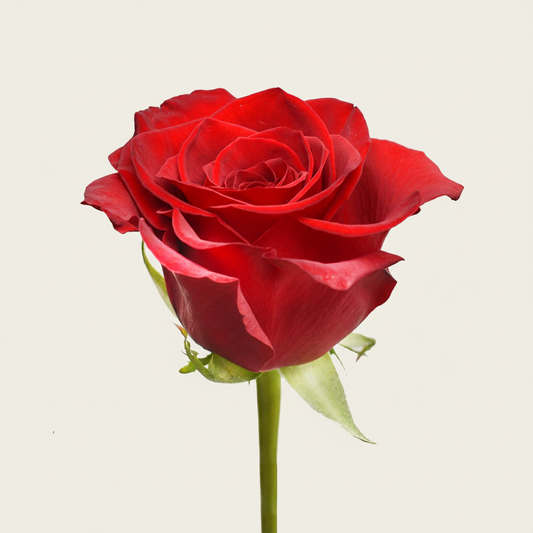 Red Roses