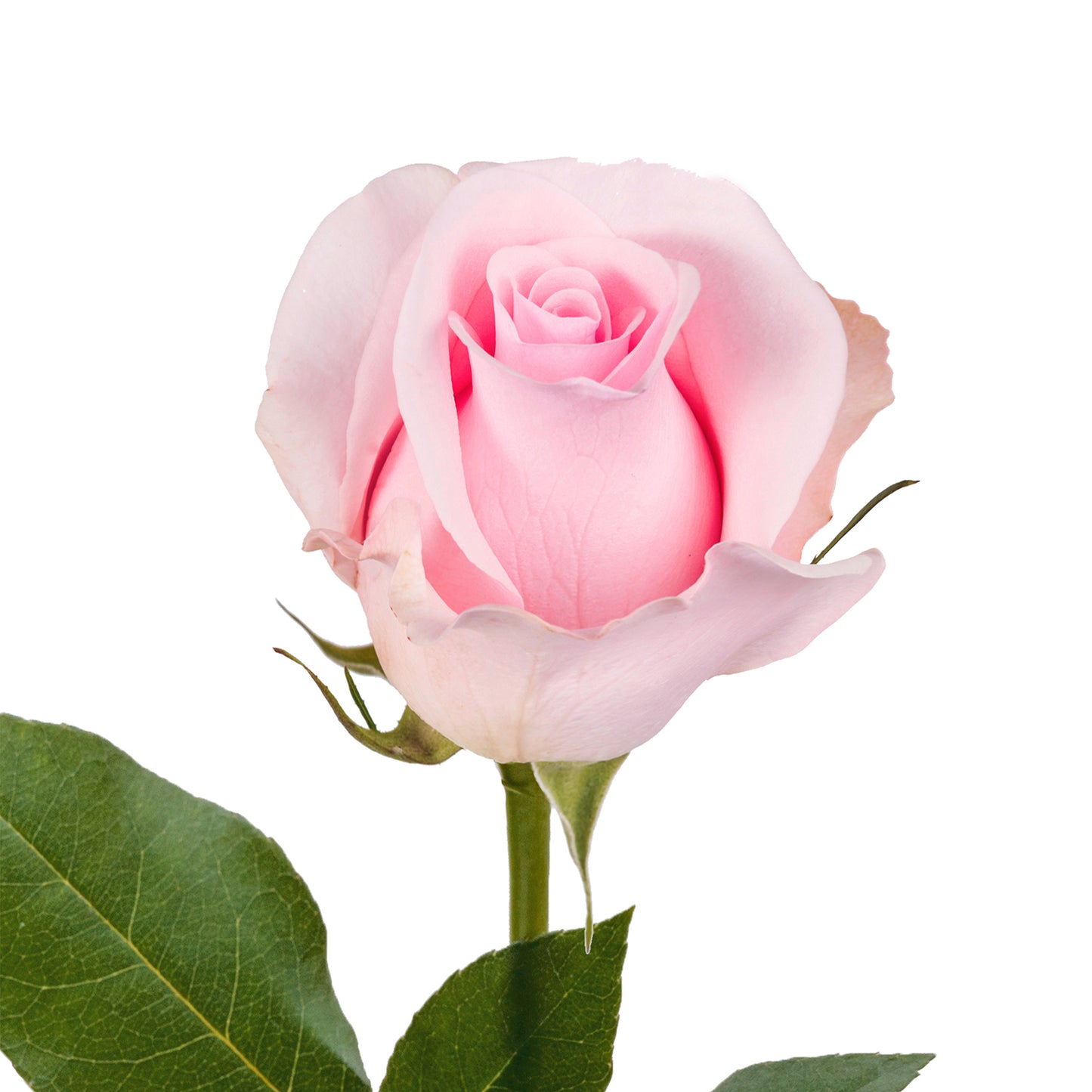 Light Pink Roses