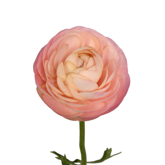 Ranunculus Peach