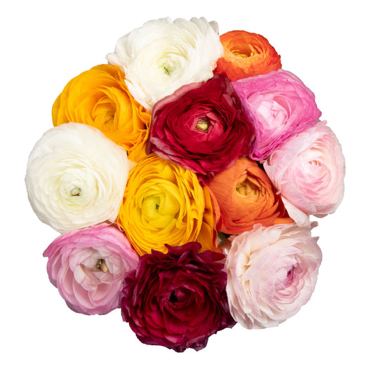 Ranunculus Assorted