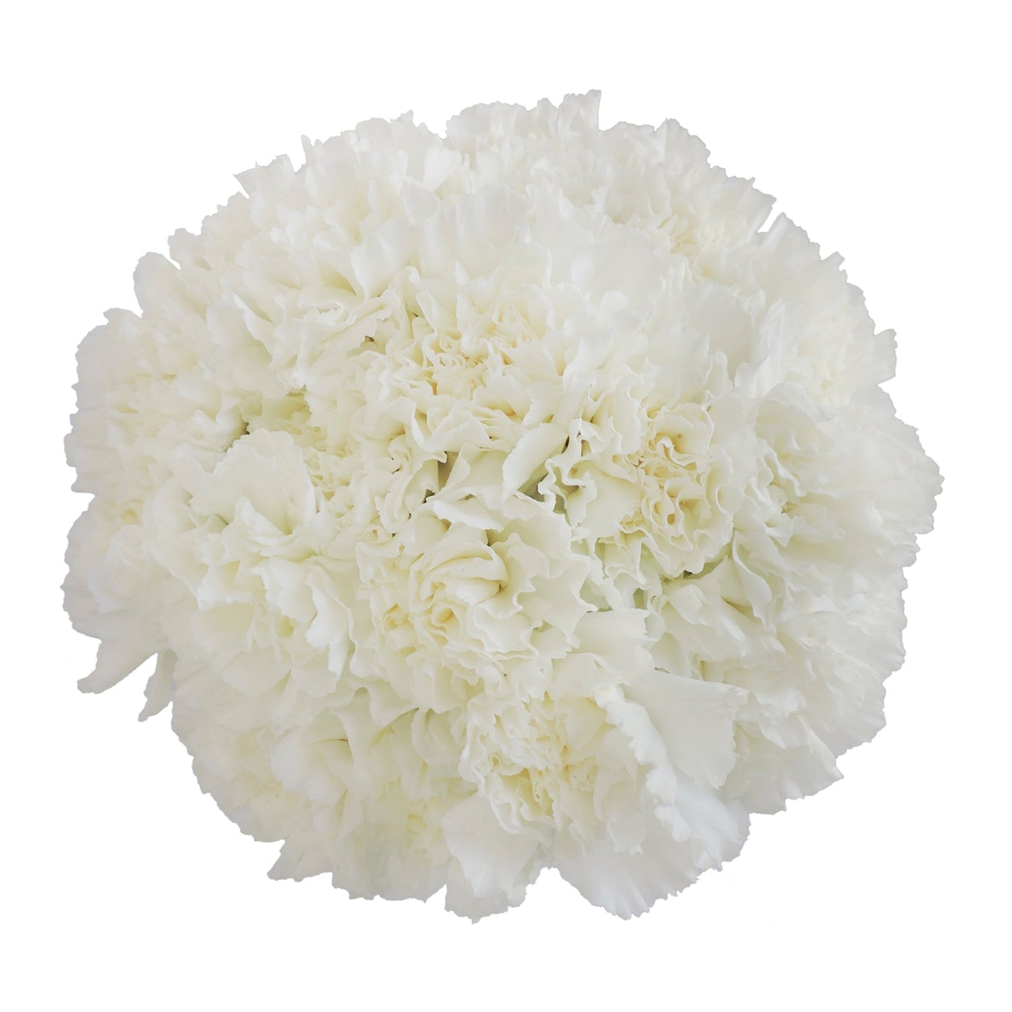 White Carnations