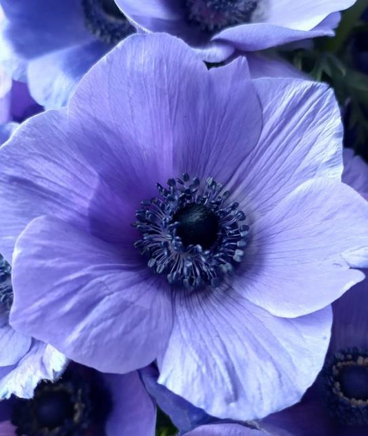 Blue Purple Anemones