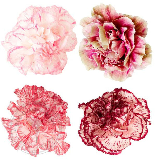 Novelty Carnations