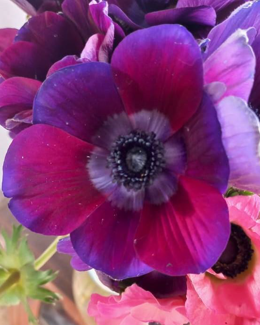 Grape Purple Anemones
