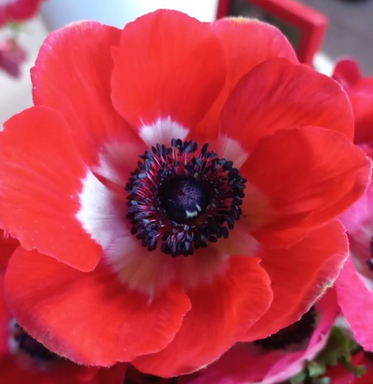 Red Anemones