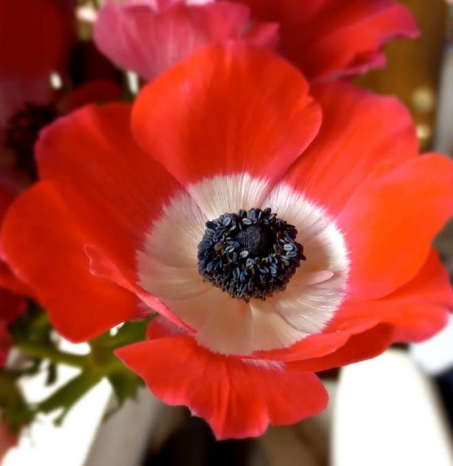 Red Anemones