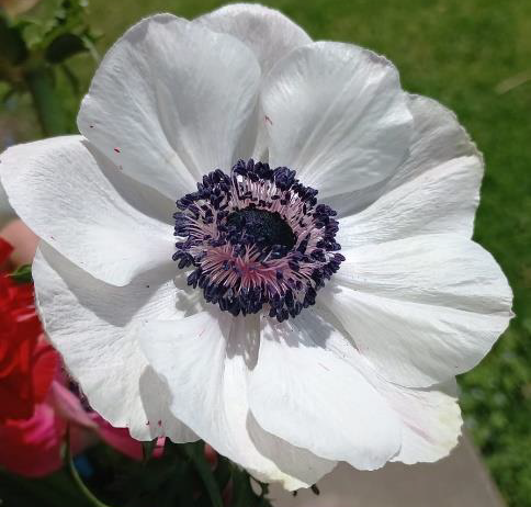 White Panda Anemones
